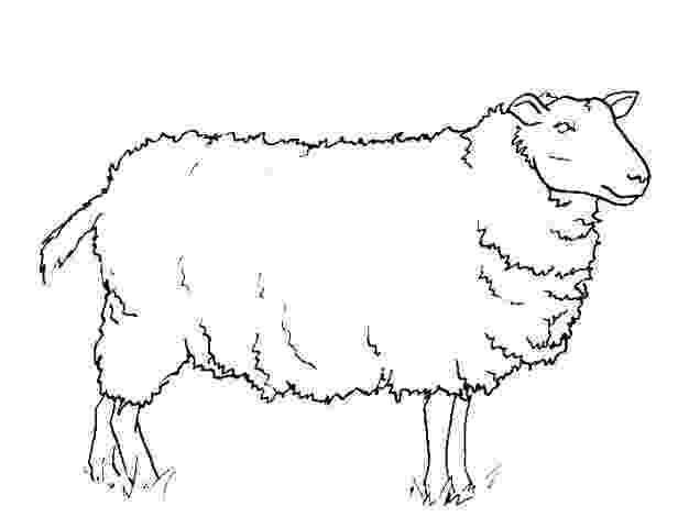 sketch of sheep my new website cutsheets sheep of sketch 