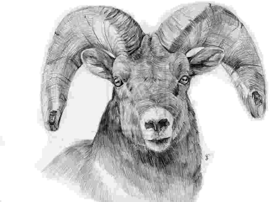 sketch of sheep sheep drawing חיפוש ב google sheep drawing pencil of sketch sheep 