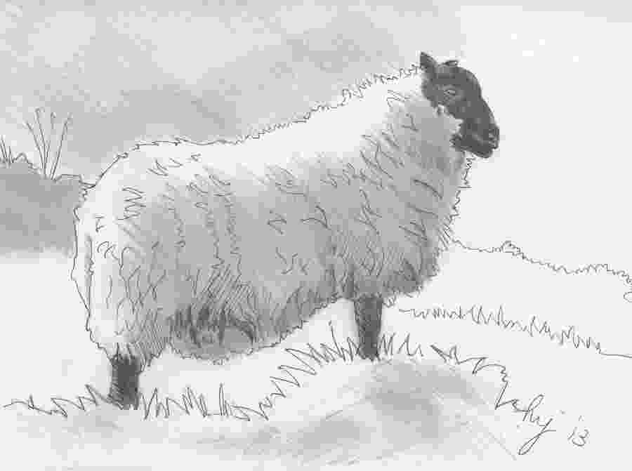 sketch of sheep sheep sketch drawing by mike jory sketch sheep of 