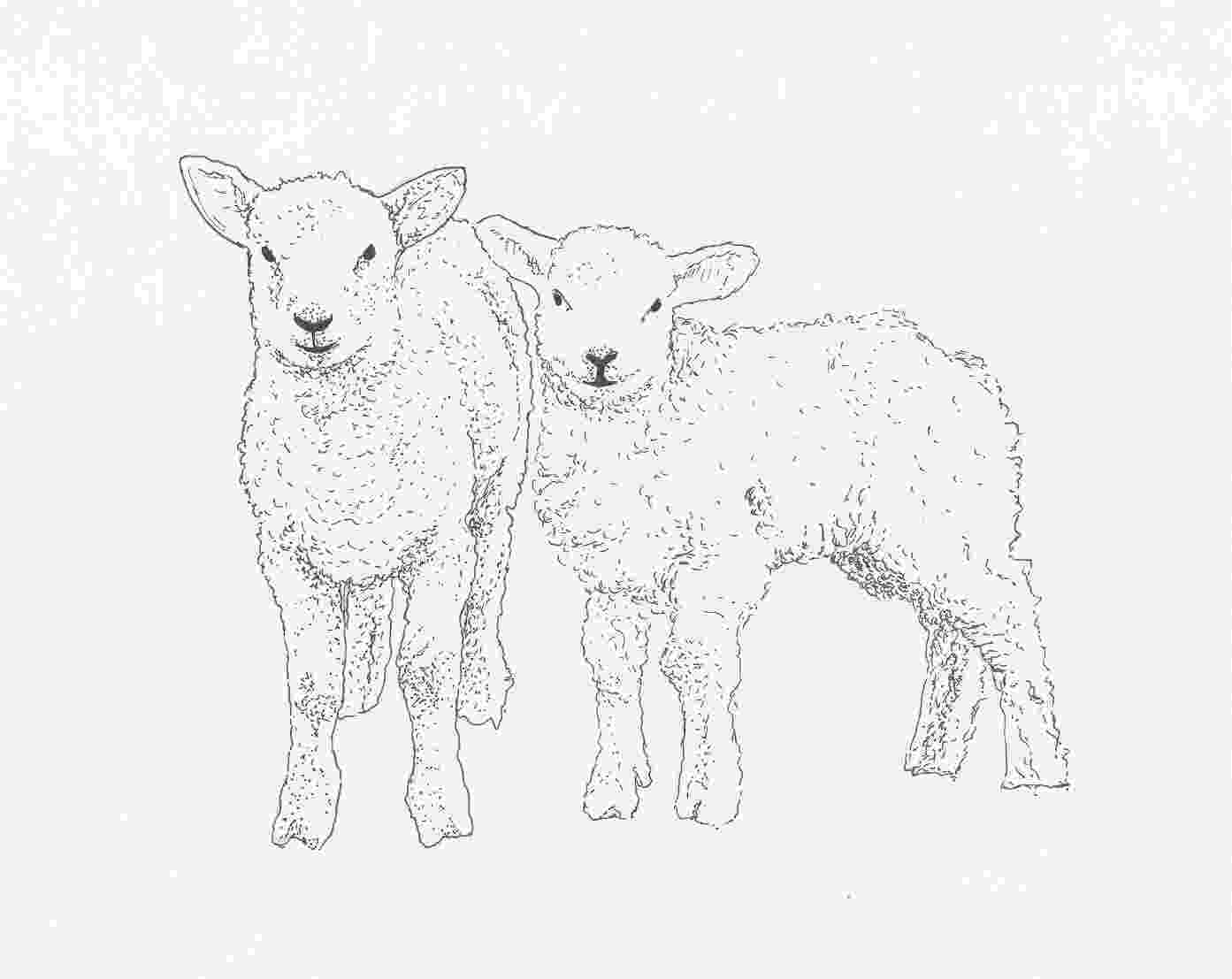 sketch of sheep sketch of sheep lamb sketch templates ink in 2019 of sheep sketch 