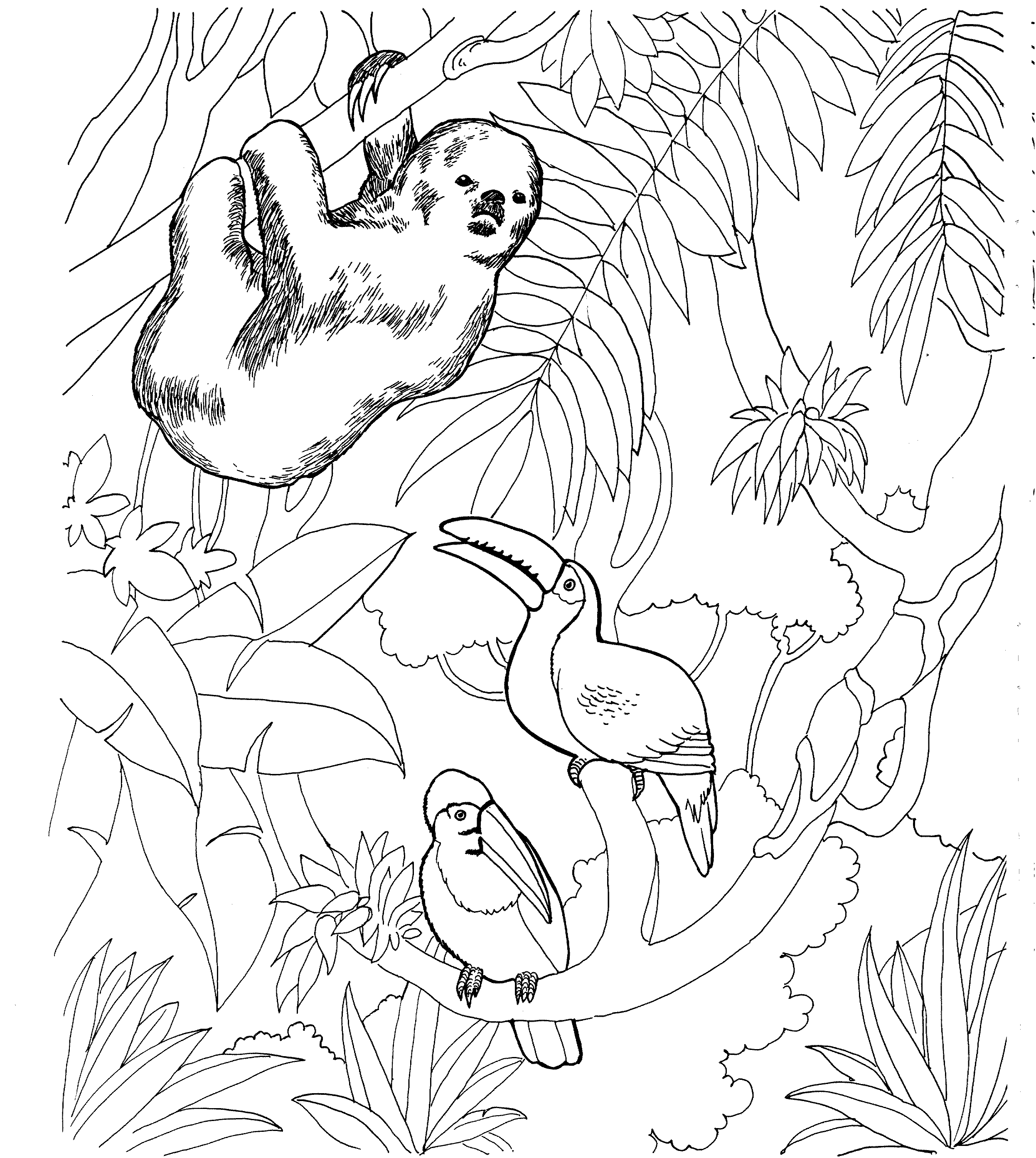 sloth coloring pages sloth coloring page with images free coloring pages pages coloring sloth 