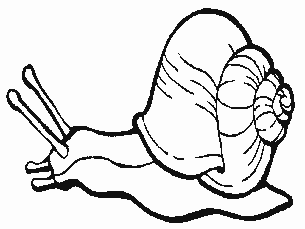 snail pictures to color kids n funcom 20 coloring pages of snails snail color pictures to 