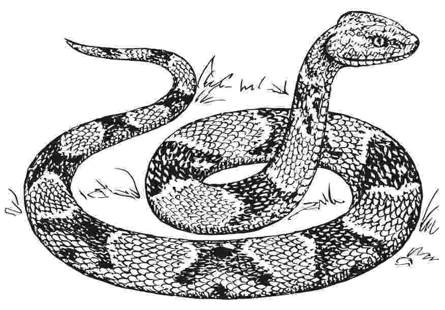 snake colour free printable snake coloring pages for kids snake colour 1 3