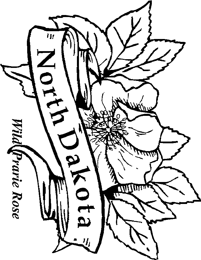 south dakota state flower pictures 50 state flowers free coloring pages american flowers week pictures flower south dakota state 