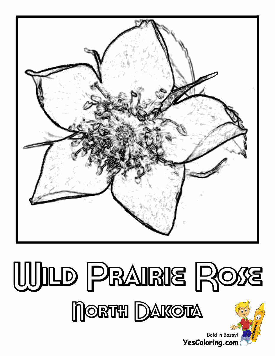south dakota state flower pictures north dakota coloring page crayolacom flower dakota pictures south state 