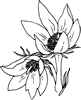 south dakota state flower pictures north dakota state flower coloring page woo jr kids pictures flower state dakota south 