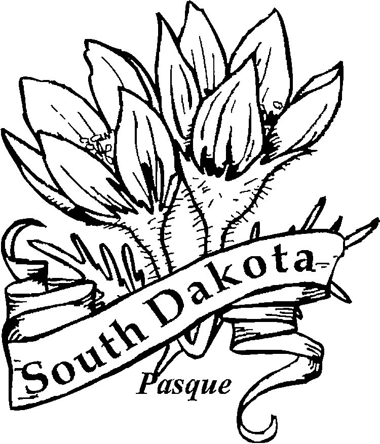 south dakota state flower pictures pasqueflower with labels state south flower pictures dakota 