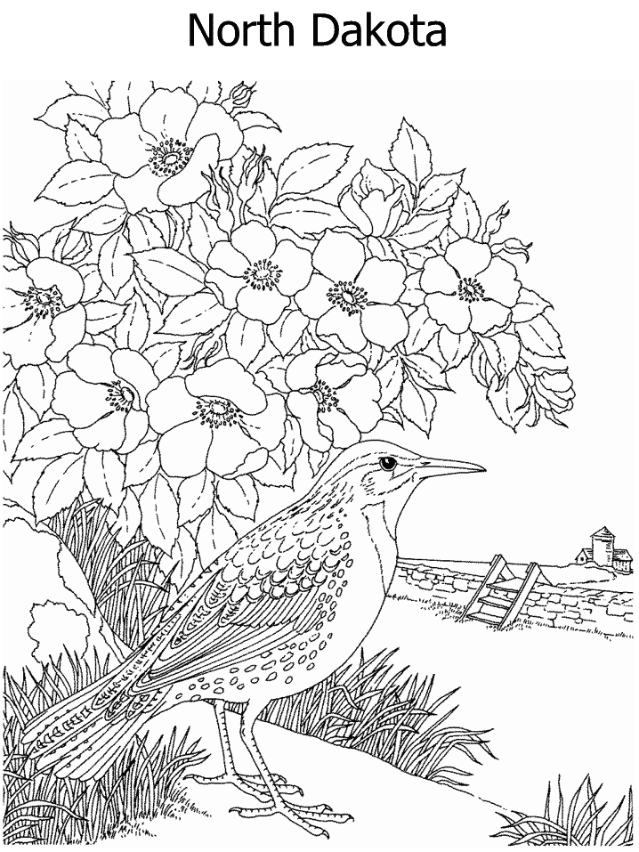 south dakota state flower pictures wild prairie rose coloring page dakota south pictures flower state 