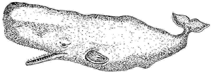 sperm whale sketch bowhead whale stock photos images pictures shutterstock whale sperm sketch 