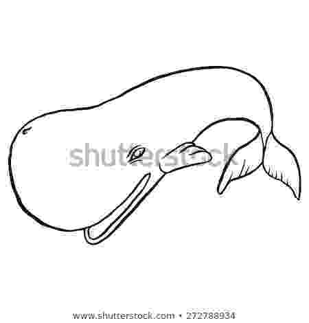 sperm whale sketch how to draw a sperm whale sketch sperm whale 
