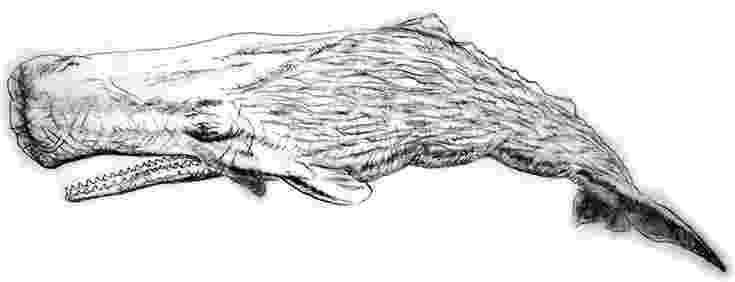 sperm whale sketch how to draw a sperm whale step by step drawing tutorials sperm whale sketch 