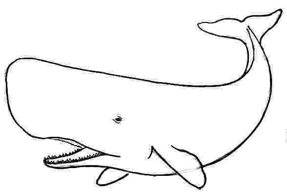 sperm whale sketch how to draw a sperm whale whale sperm sketch 