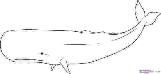 sperm whale sketch inglez design p2 development sketch whale sperm 
