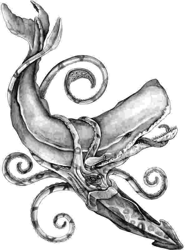 sperm whale sketch inglez design p2 development whale sketch sperm 
