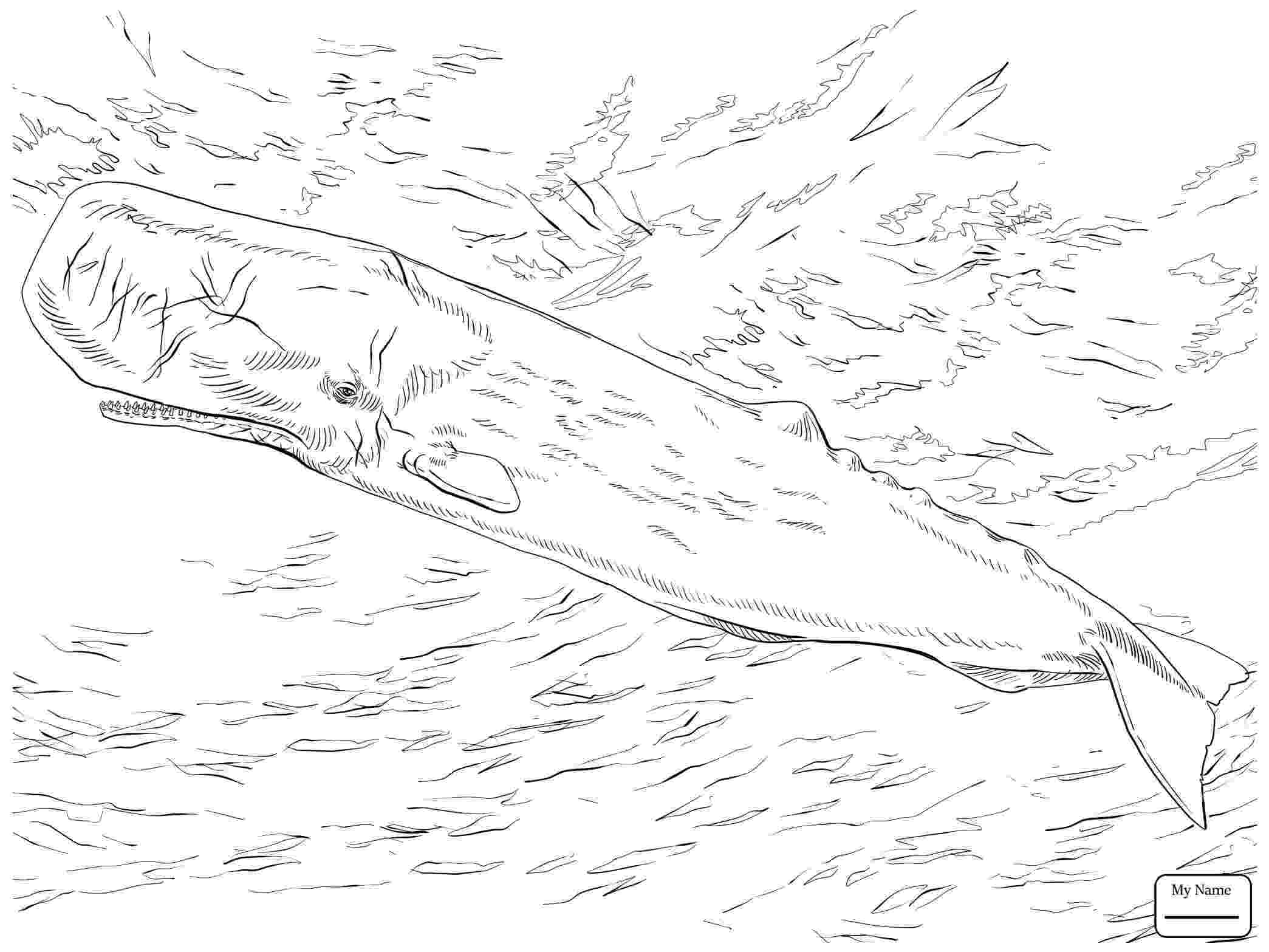 sperm whale sketch large sperm whale coloring pages whale sketch sperm 