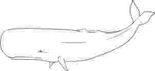 sperm whale sketch pin on whale sperm sketch whale 
