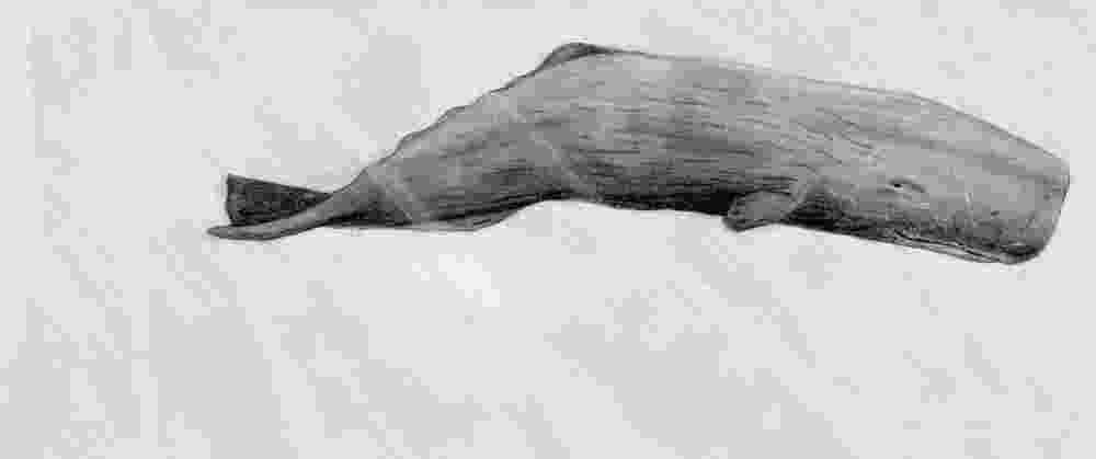 sperm whale sketch pin on whales dolphinsharks sperm whale sketch 