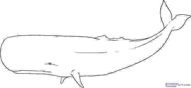 sperm whale sketch pin on whales whale sperm sketch 