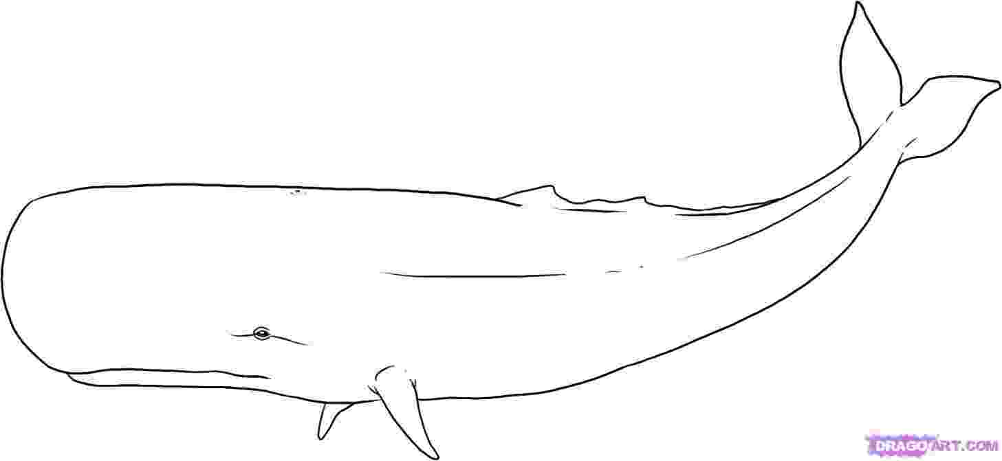 sperm whale sketch sperm whale and giant squid tattoos pinterest sketch sperm whale 