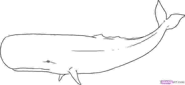 sperm whale sketch sperm whale by irina yezhova whale sperm sketch 