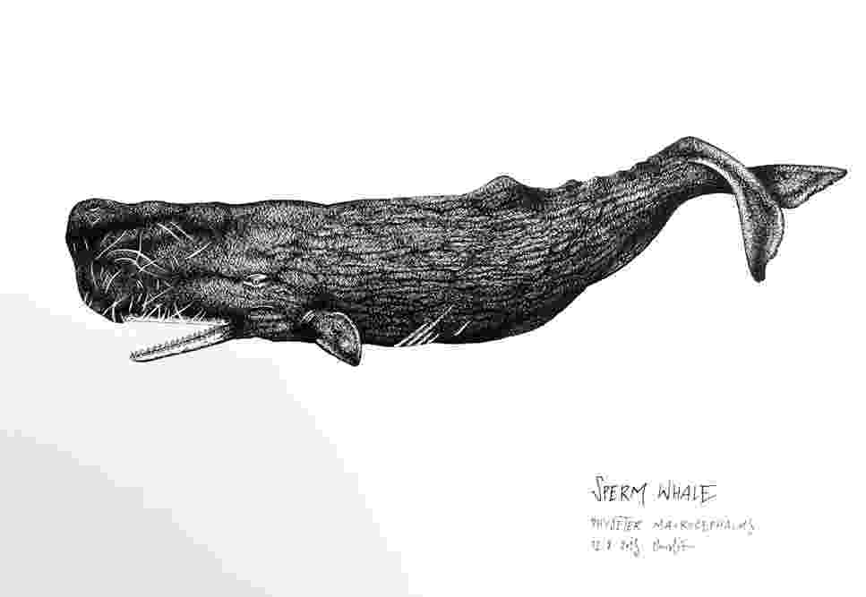 sperm whale sketch sperm whale pictures pics images and photos for inspiration whale sperm sketch 