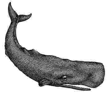 sperm whale sketch sperm whale sketch at paintingvalleycom explore whale sperm sketch 