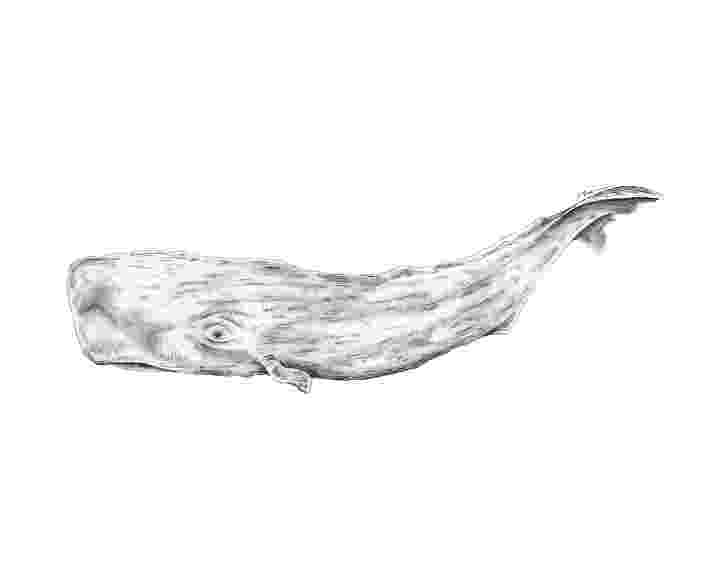 sperm whale sketch whale sketch stock images royalty free images vectors sketch sperm whale 
