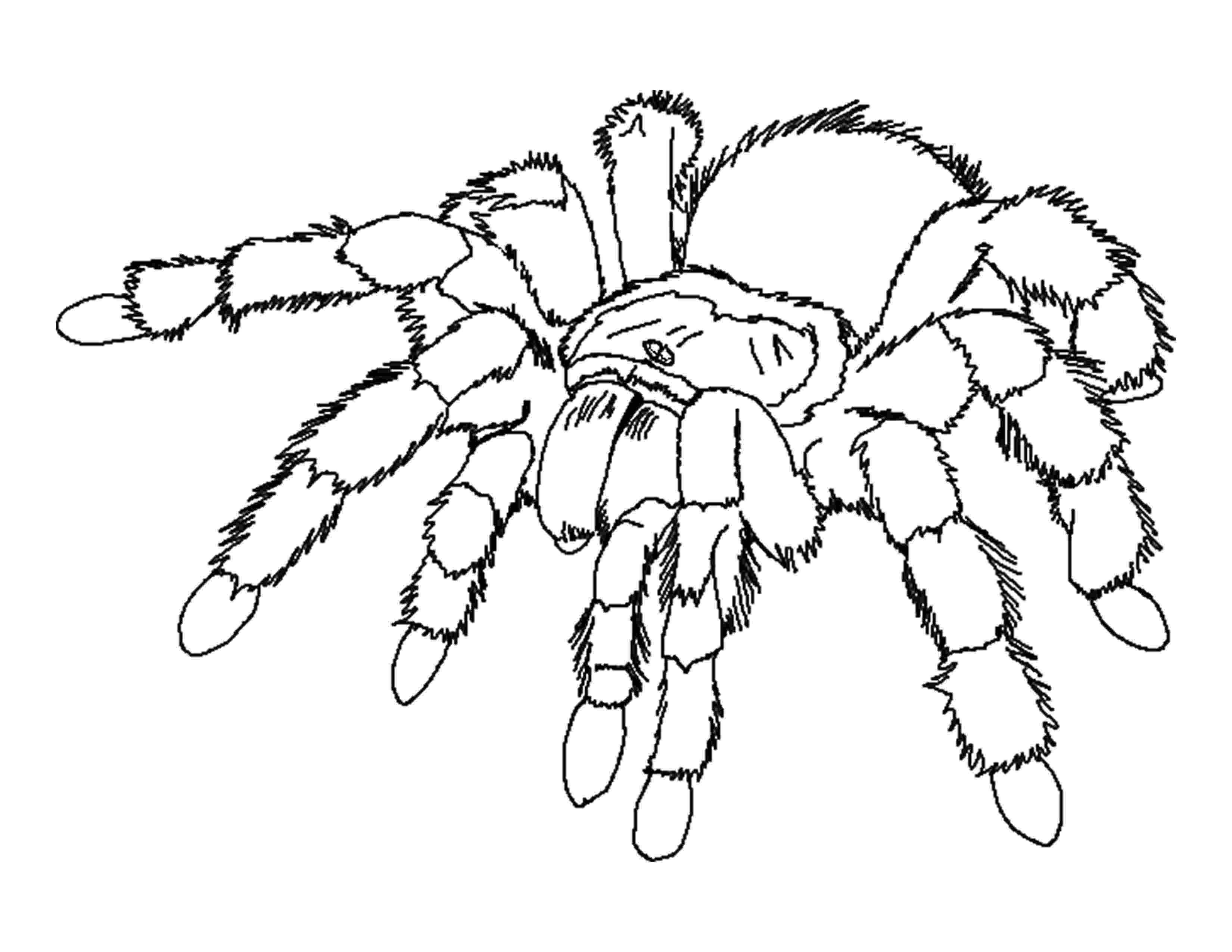 spider pictures to color free printable spider coloring pages for kids color pictures spider to 