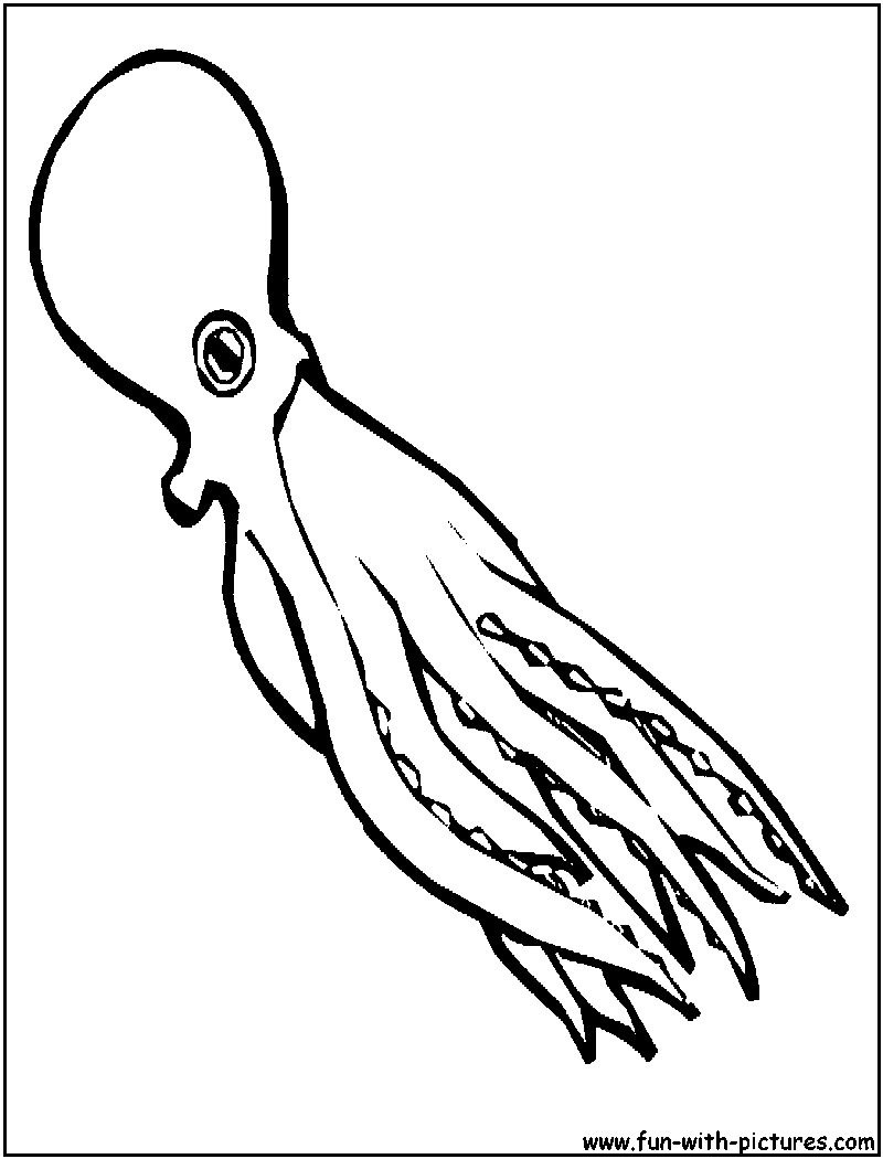 squid coloring page squid coloring pages to download and print for free page coloring squid 