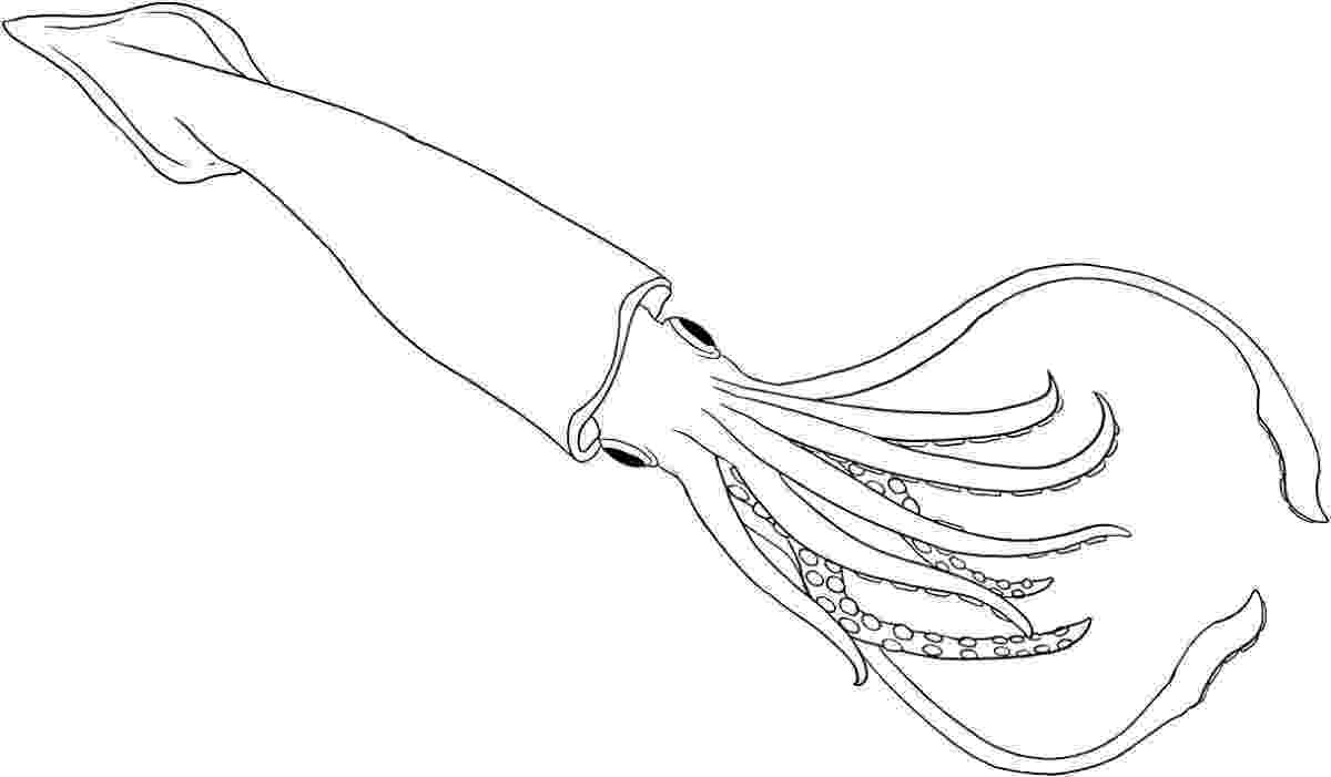 squid coloring page squid coloring pages to download and print for free squid page coloring 