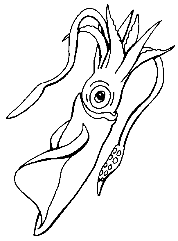 squid coloring page squid coloring pages to printable marine animals coloring page squid 