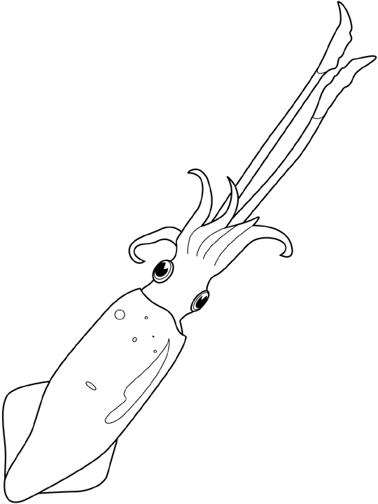 squid coloring page squid coloring pages to printable marine animals page coloring squid 
