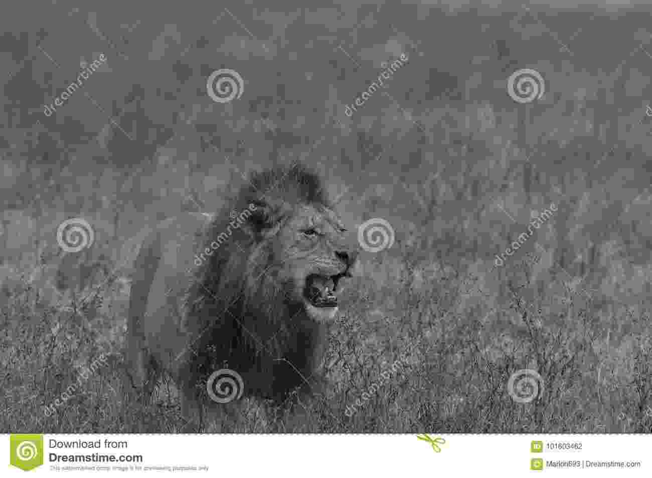 standing lion lion standing looking away panthera leo 10 years old standing lion 