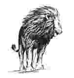 standing lion sketch of a big male african lion stock vector image standing lion 