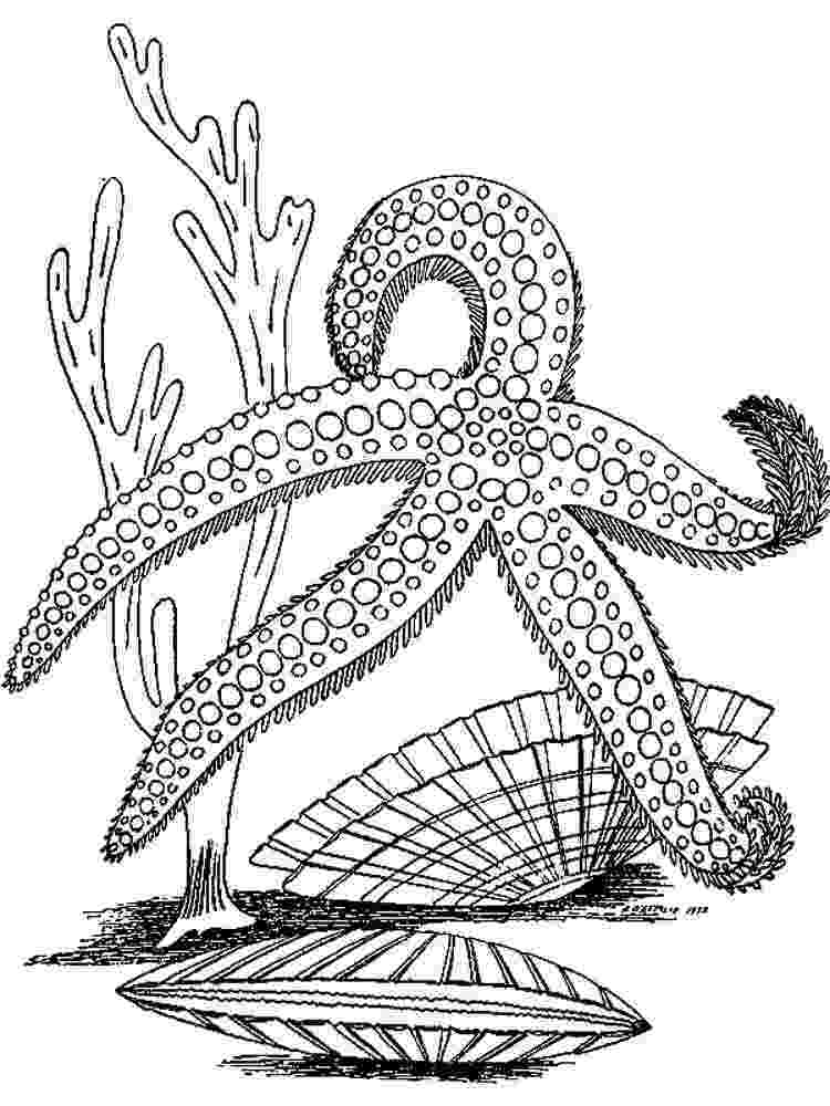 starfish coloring pages starfish coloring pages to download and print for free pages starfish coloring 
