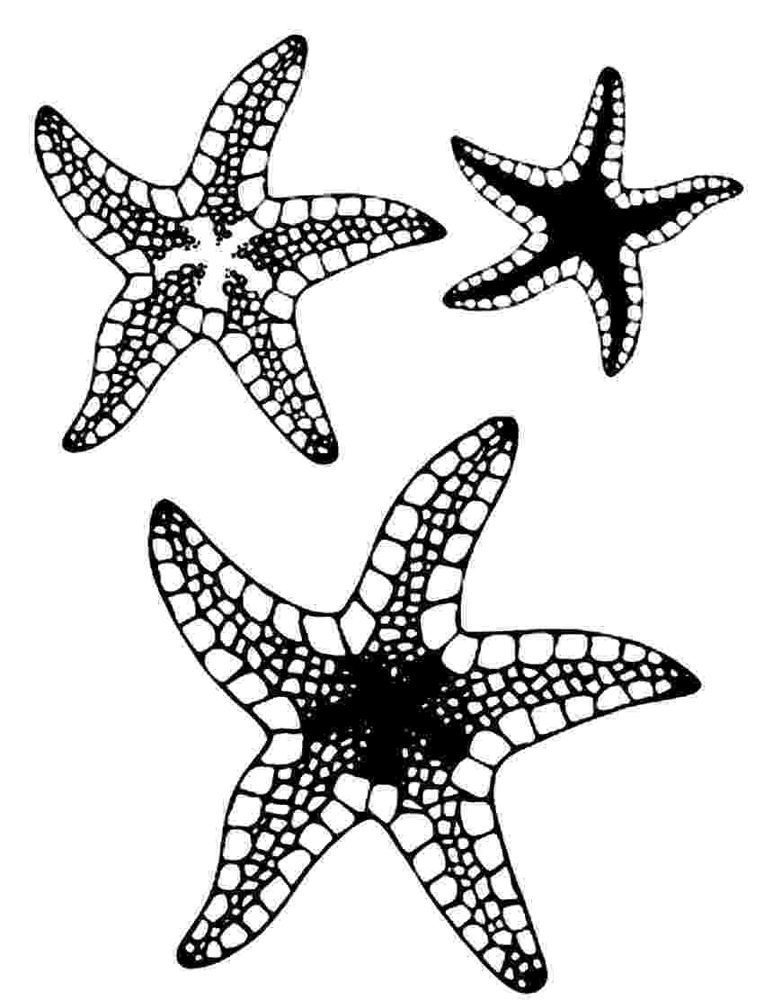 starfish coloring pages starfish coloring pages to download and print for free starfish pages coloring 1 1