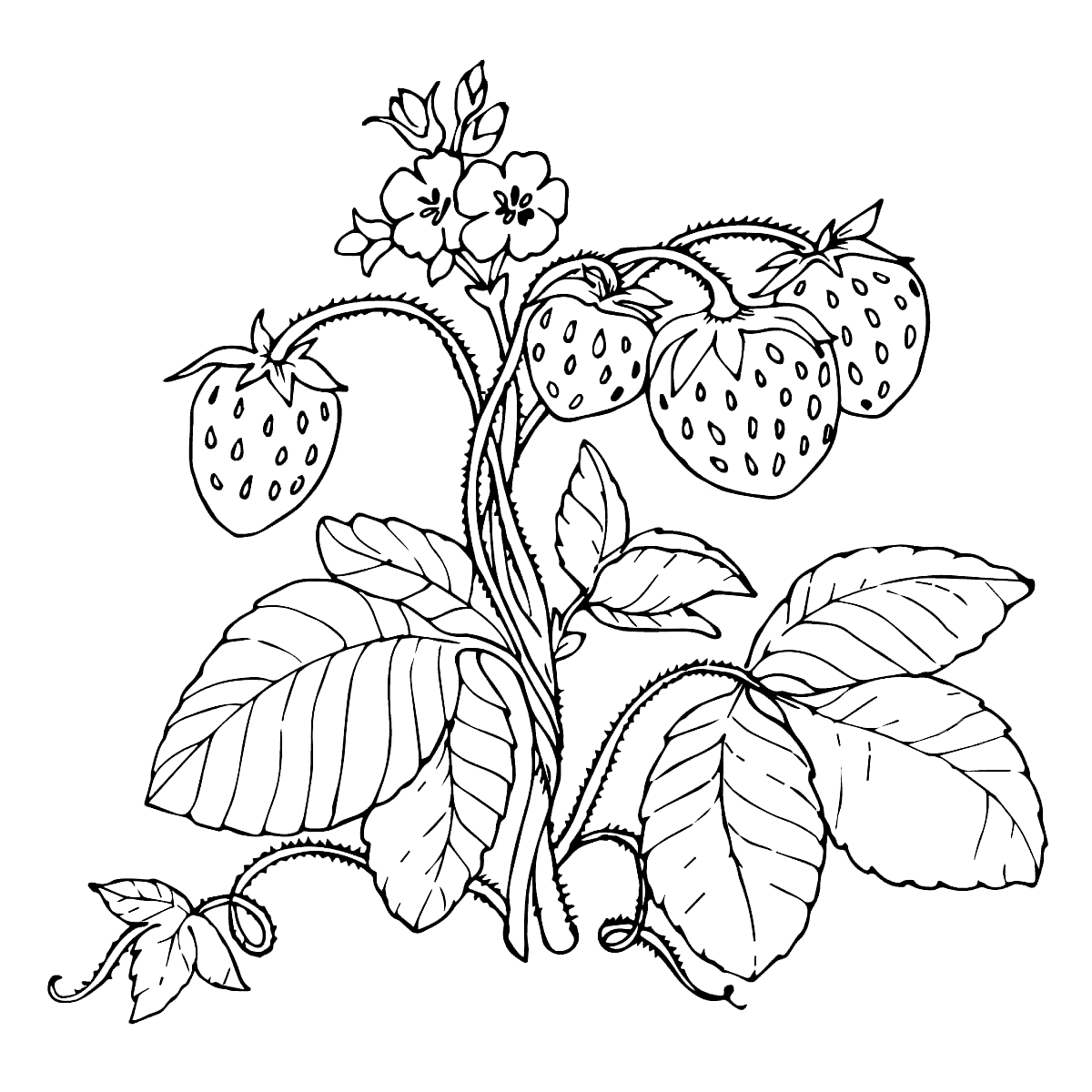 strawberry coloring pages strawberry drawing at getdrawingscom free for personal pages coloring strawberry 