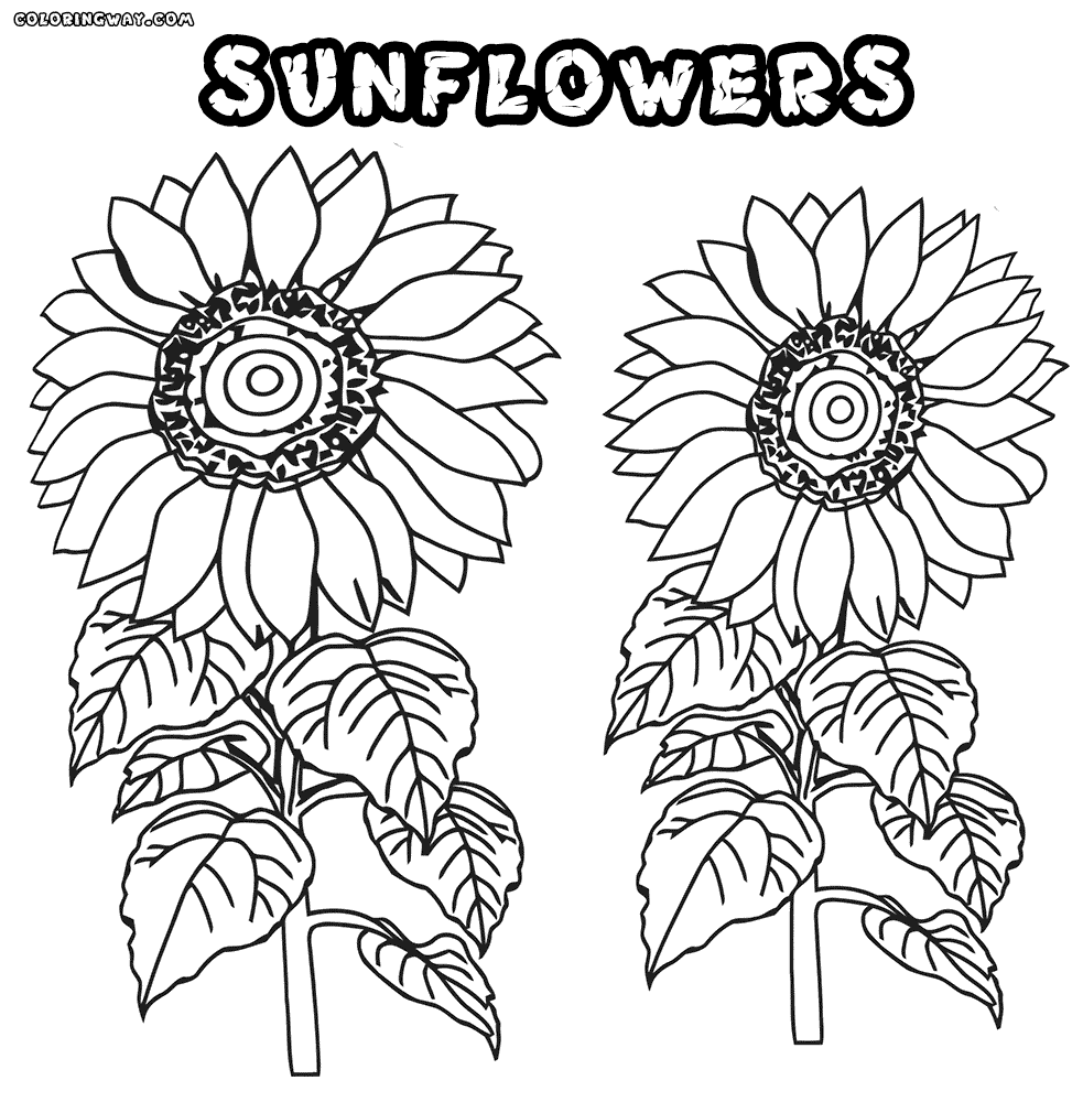 sunflower color sheet free sunflower line art download free clip art free clip color sunflower sheet 