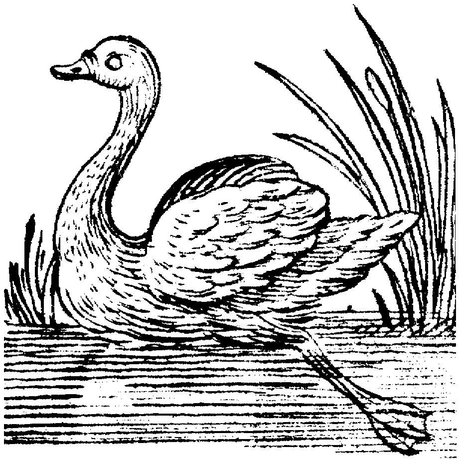 swan coloring free swan coloring pages swan coloring 