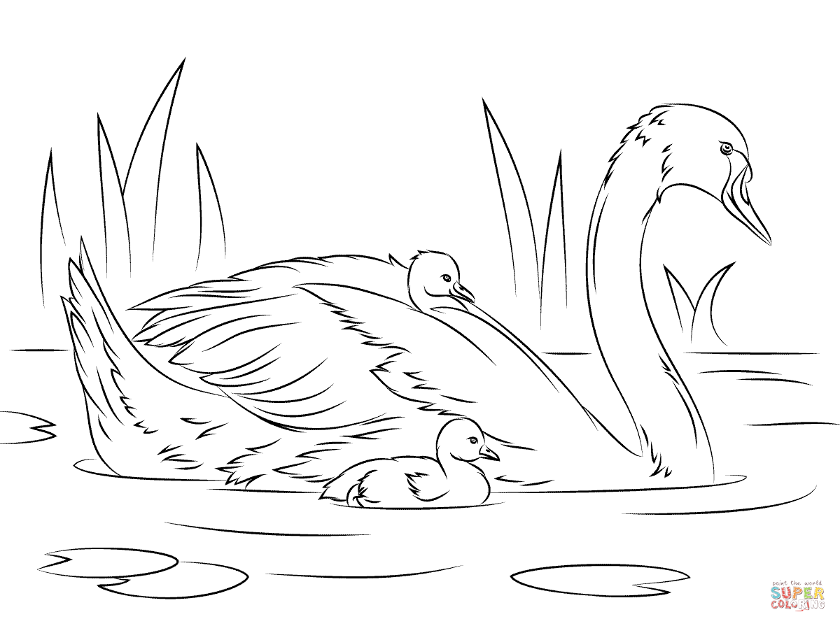 swan coloring swan coloring pages coloring pages to download and print swan coloring 