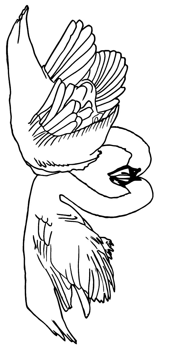 swan coloring swan coloring pages to download and print for free swan coloring 1 2