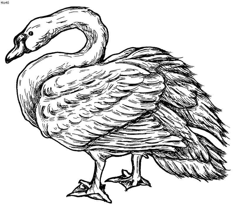 swan coloring swan coloring pages to download and print for free swan coloring 1 3