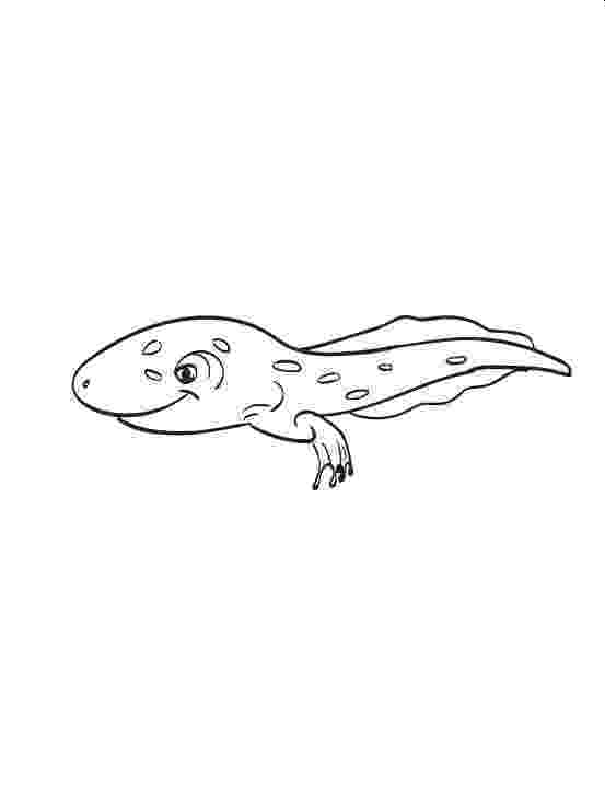 tadpole coloring page 25 delightful frog coloring pages for your little ones tadpole coloring page 