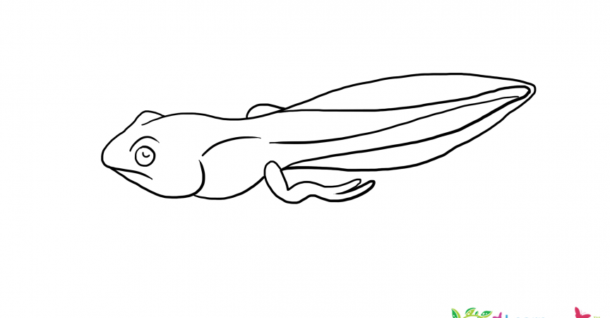 tadpole coloring page cute frog drawing wallpapers gallery coloring tadpole page 