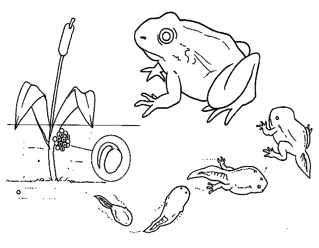 tadpole coloring page free printable tadpole parade frog coloring pages page coloring tadpole 