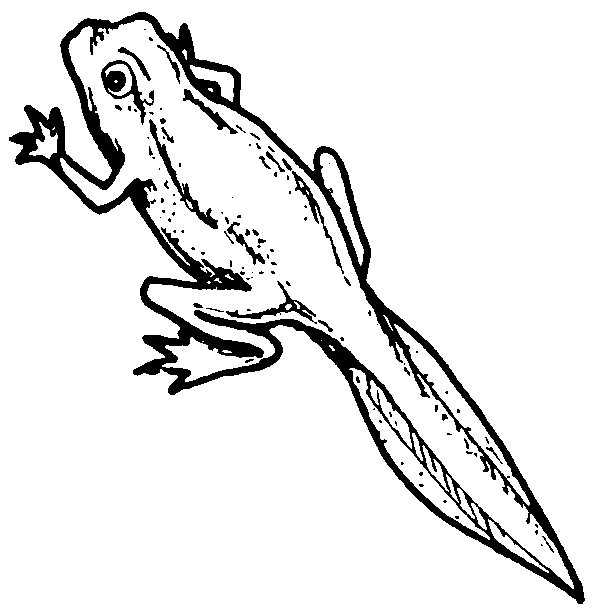 tadpole coloring page sleepover coloring pages coloring home page tadpole coloring 