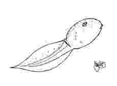 tadpole coloring page tadpole coloring page 3 learn about nature tadpole page coloring 