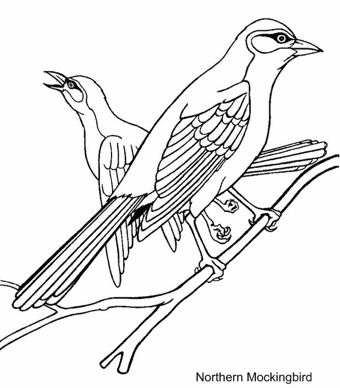 texas state bird free printable coloring pages part 32 texas bird state 