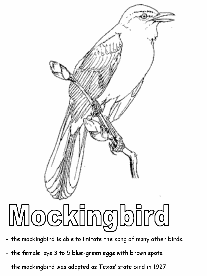 texas state bird mockingbird coloring page texas state bird 