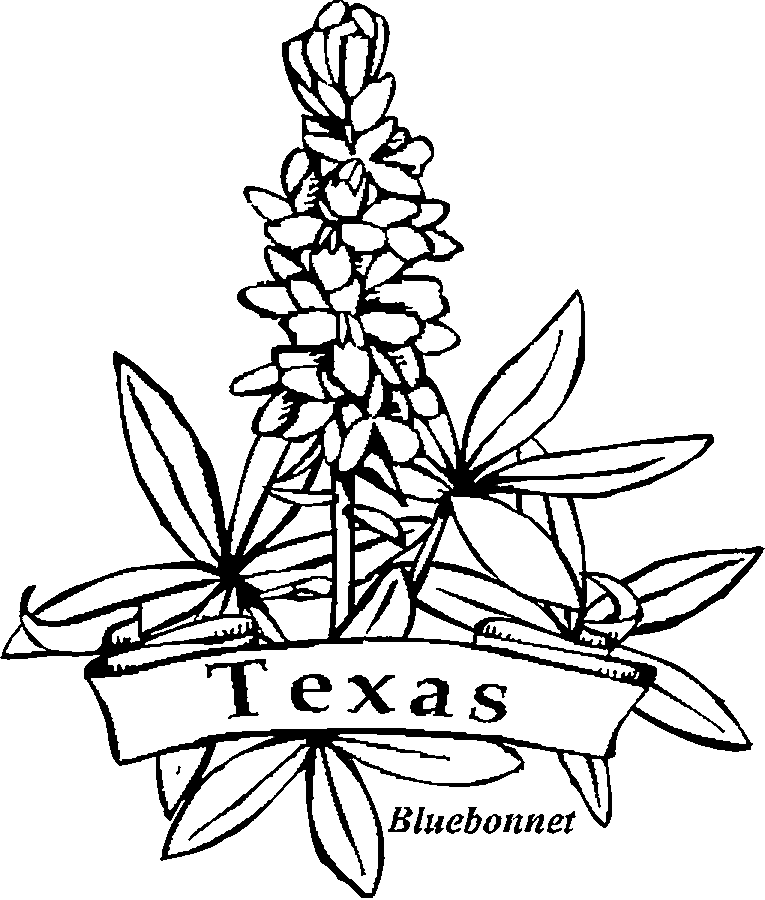 texas state flower texas state flower bluebonnet flower drawing design texas flower state 